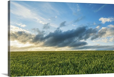 A field of green crops at sunset