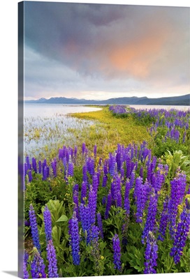 A field of Lupine wildflowers on the north shore of Lake Tahoe at sunset, California.