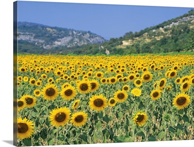 A field of sunflowers