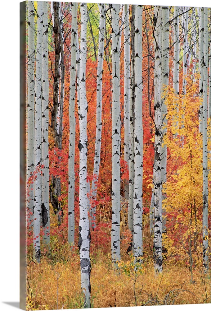 A forest of aspen and maple trees in the Wasatch mountains, with striking yellow and red autumn foliage.