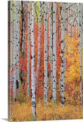 A forest of aspen and maple trees in the Wasatch mountains, Utah