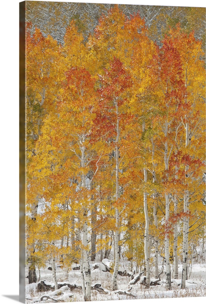 A forest of quaking aspen trees with autumn foliage colours in the snow, in Wasatch national forest.