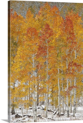 A forest of quaking aspen trees with autumn foliage colours in the snow, Utah