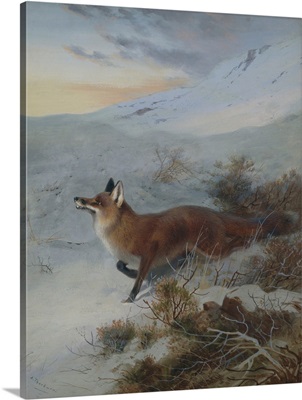 A Fox In A Winter Landscape