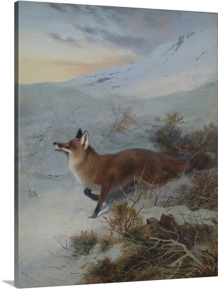 A Fox In A Winter Landscape By Archibald Thorburn