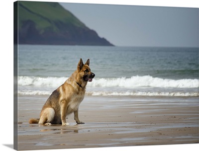 A German Shepherd watching the waves on the beach