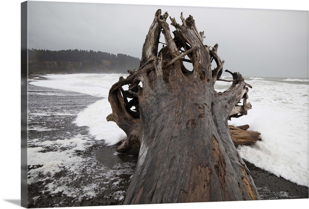 A giant tree, come ashore as driftwood, on First Beach near La Push, Olympic Peninsula, Washington.