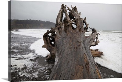 A giant tree, come ashore as driftwood, on First Beach, Washington
