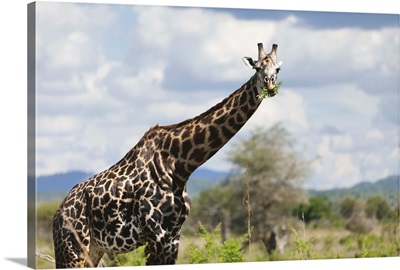 A giraffe in Tanzania, Africa.