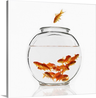 A goldfish in the air diving into a crowded bowl