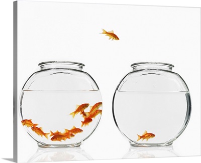 A goldfish leaping from one bowl to another