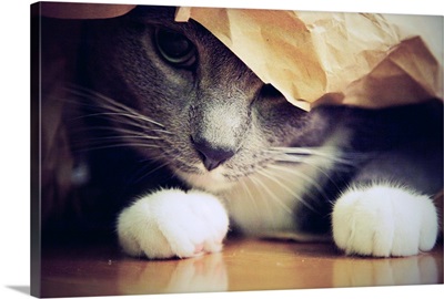 A gray kitten peeks out from beneath a brown paper bag on the floor.