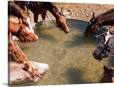 A group of horses drinking from a trough