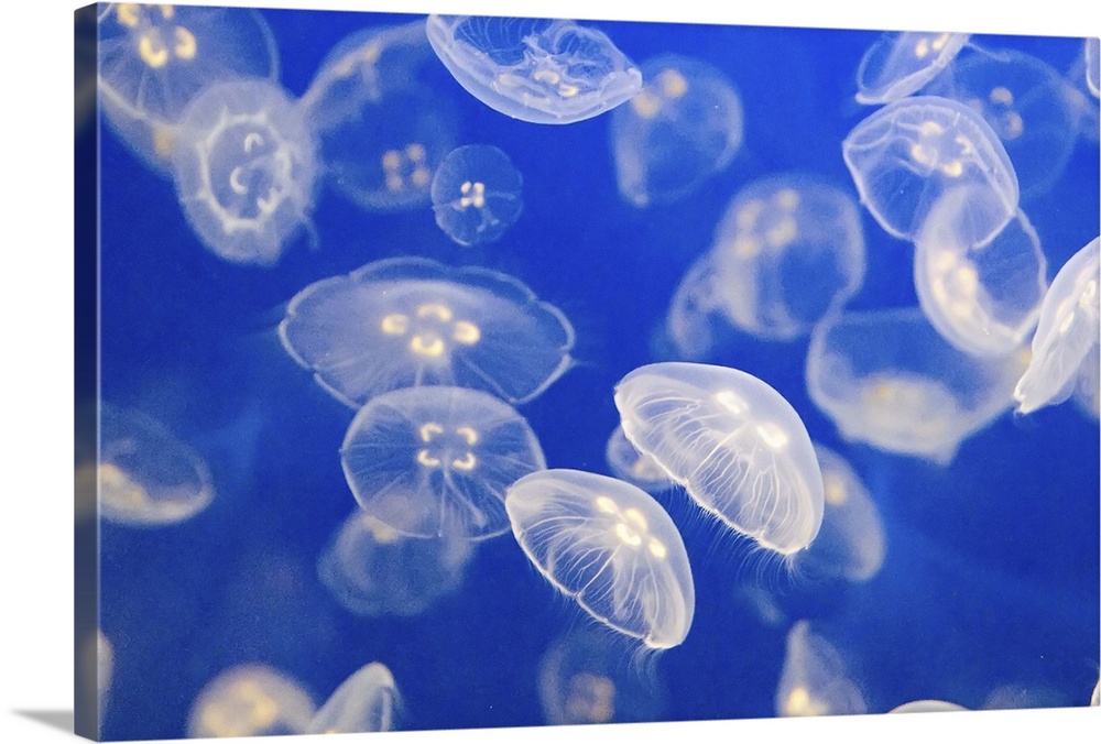 Ephyra, jellyfish, sea life,sea, water, sea creatures.