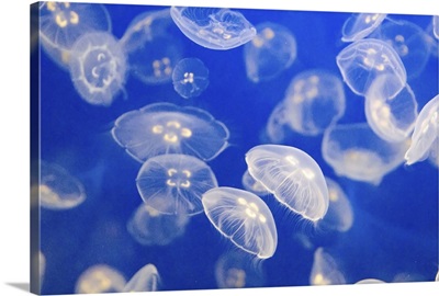 A group of small jelly fish