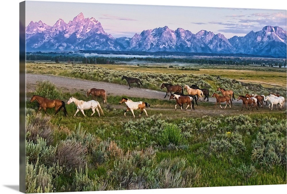 A herd of horses runs in front of the Grand Teton mountain range in