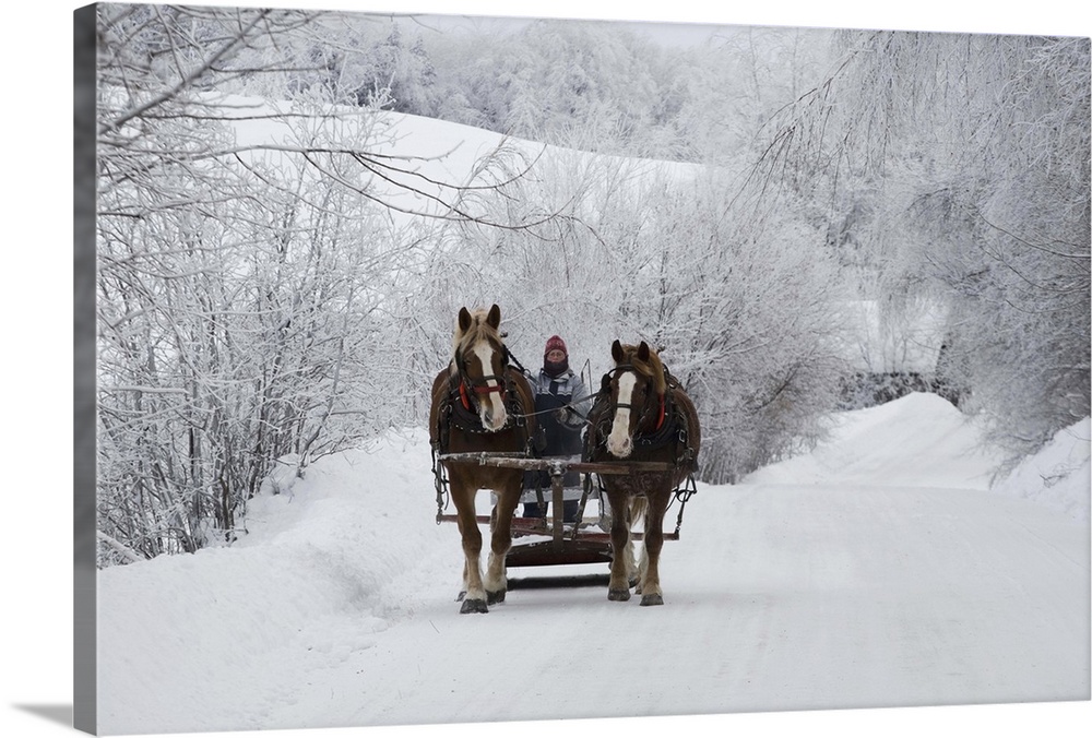 A horse ride in the snow, Quebec, Canada