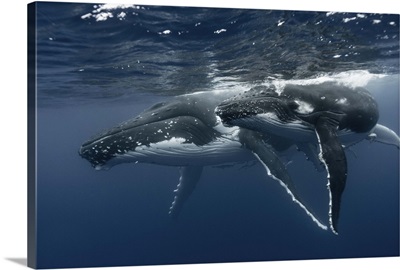 A humpback whale and its calf wimming together, Vavau Islands, Tonga