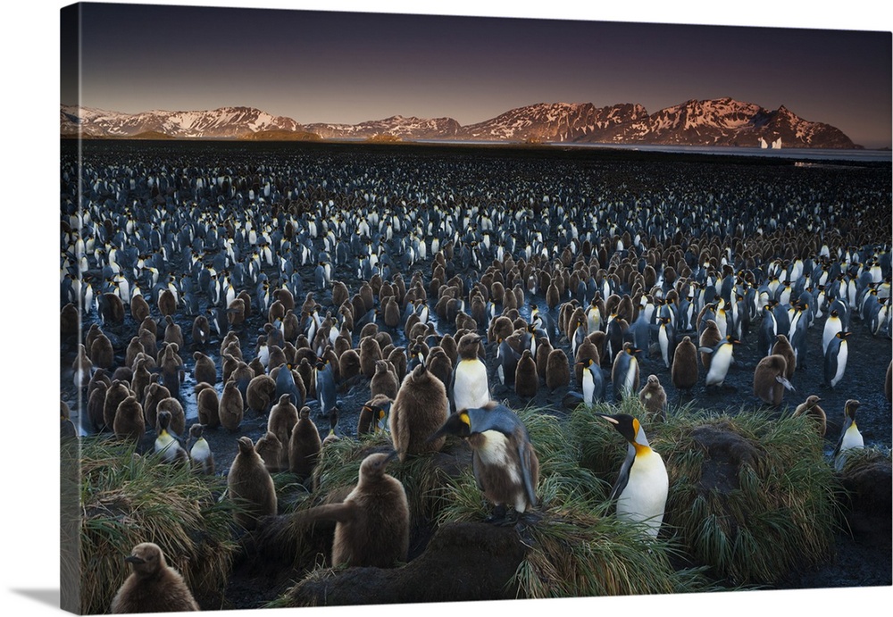 A king penguin colony, a huge group of birds crowded on South Georgia Island in the Falkland islands.