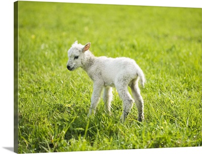 A lamb in a pasture.