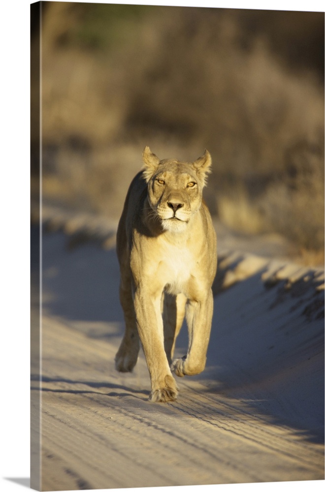 A Lioness walking towards the camera, Kgalagadi Transfrontier Park, Northern Cape Province, South Africa