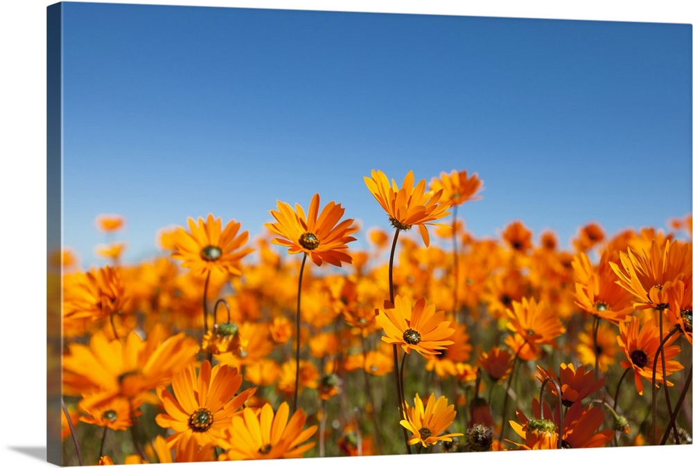 A low angle view of a field of Dimorphotheca spp flowers using a narrow field of focus, South Africa