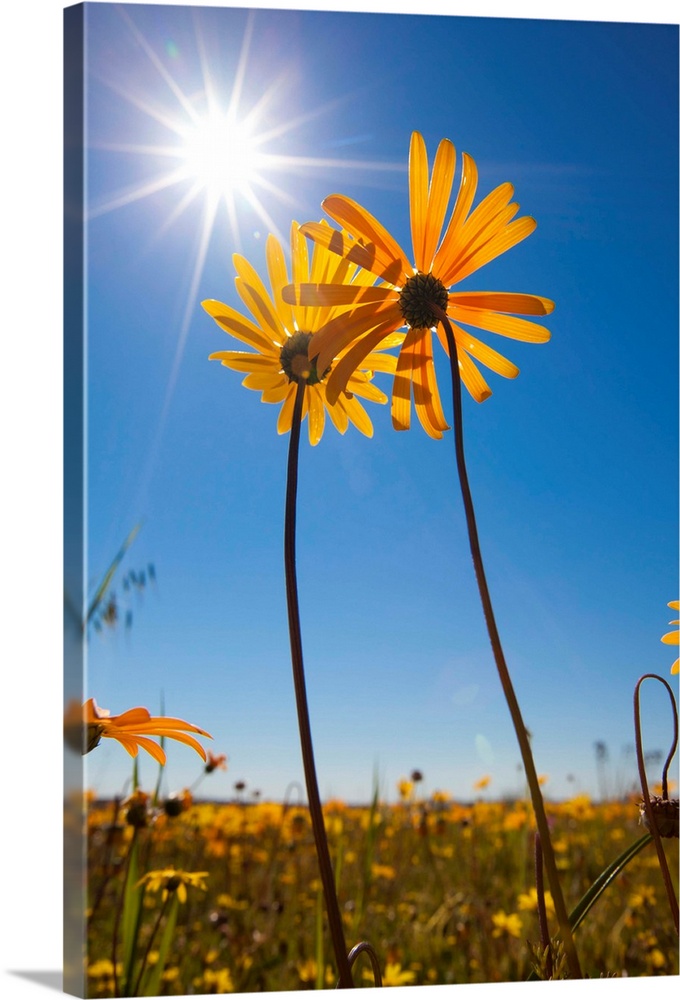 A low angle view of two yellow Arctotheca spp flowers, which are standing out above the rest of the filed of flowers, Sout...