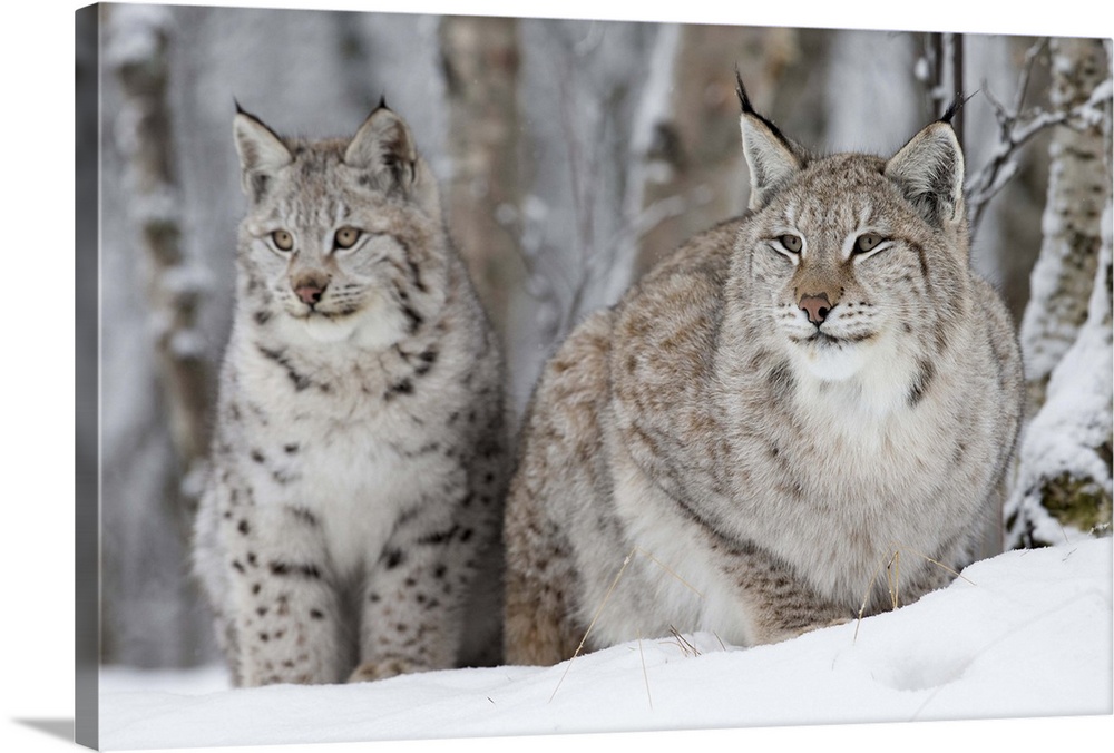 A Lynx with her cub