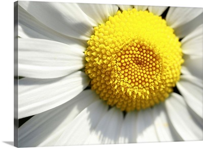 A macro image of a daisy.