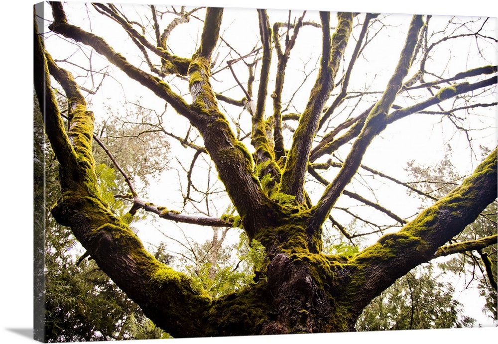 A moss covered tree in the Pacific Northwest during winter.