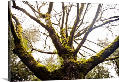 A moss covered tree in the Pacific Northwest, Washington State