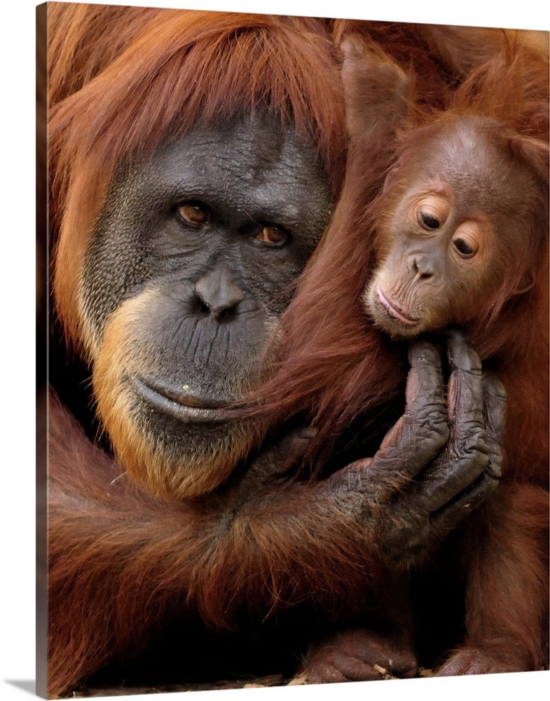 A mother and baby orangutan  share a hug  Wall Art Canvas 