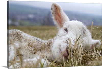 A newborn lamb laying grass field, Yorkshire town of Otley, England.