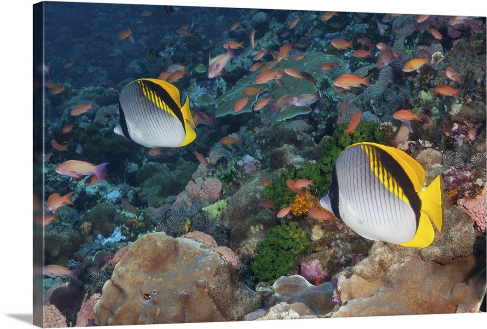 Underwater life; FISH: a pair of colorful Lined Butterflyfish (Chaetodon lineolatus) swimming over a tropical coral reef w...