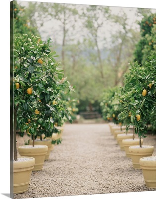 A path of potted lemon trees