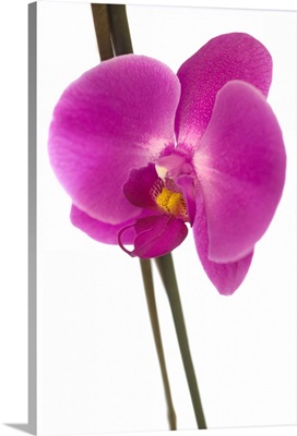 A pink Moth Orchid