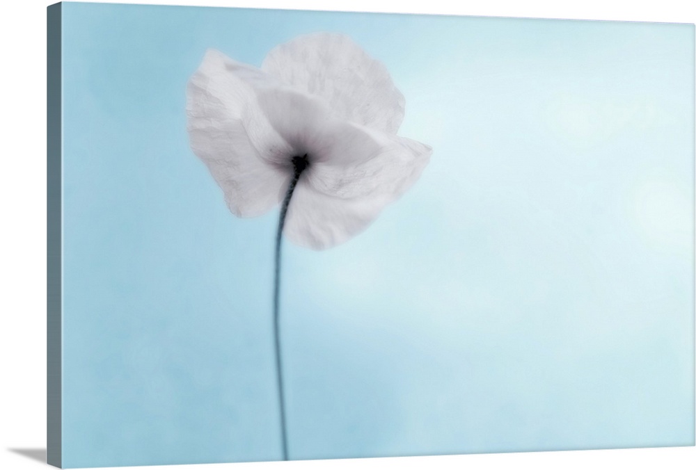 A poppy seen from the stem with desaturated tones, against cool blue background.