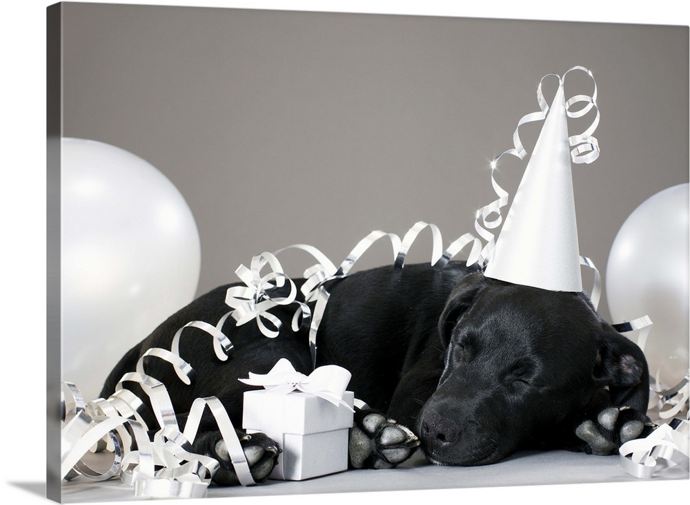 Puppy sleeping in party decorations