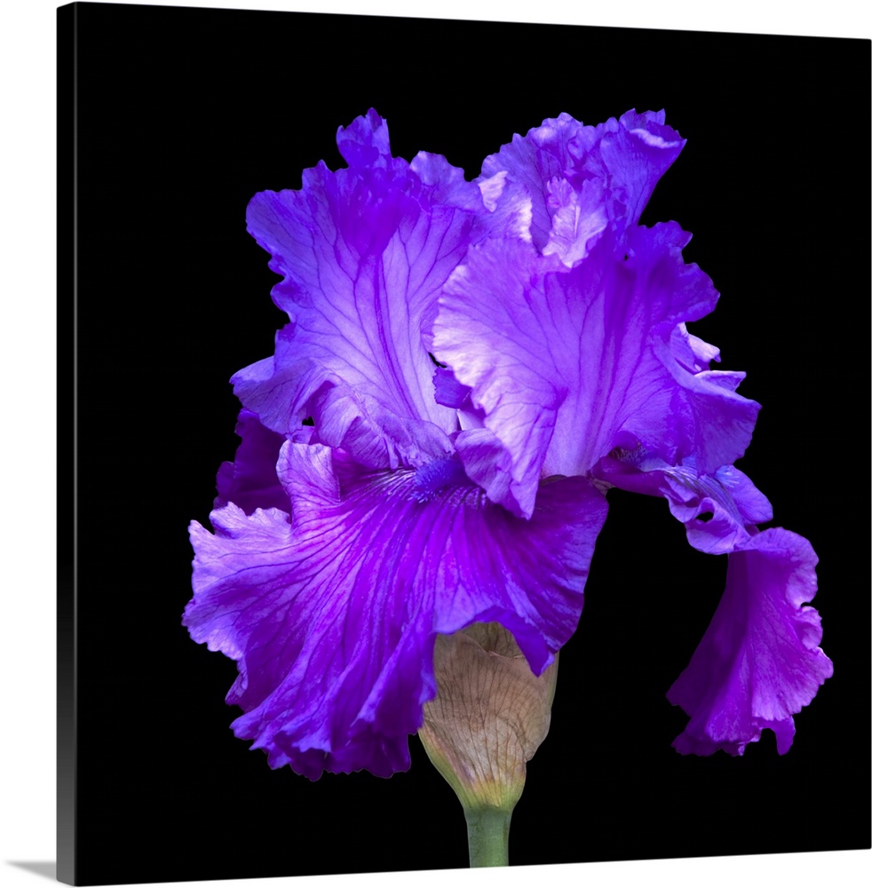 Photograph of a single blooming iris against a black background.
