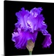 image thumbnail of Photograph of a single blooming iris against a black background.