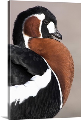 A Red Breasted Goose at the estuary near the town of Slimbridge in Gloucestershire