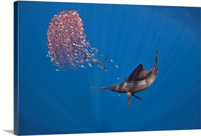 A sailfish swimming with a group of red snapper fish