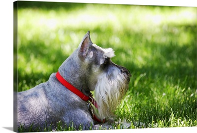 A Schnauzer laying in the grass on a sunny day
