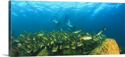 a school of fish underwater and two tourists scuba divers