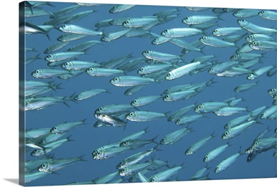 A school of sardines