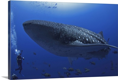 A scuba diver in the sea with a  whale shark, Mexico