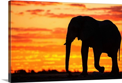 A Silhouette Of A Large Male African Elephant Against A Golden Sunset
