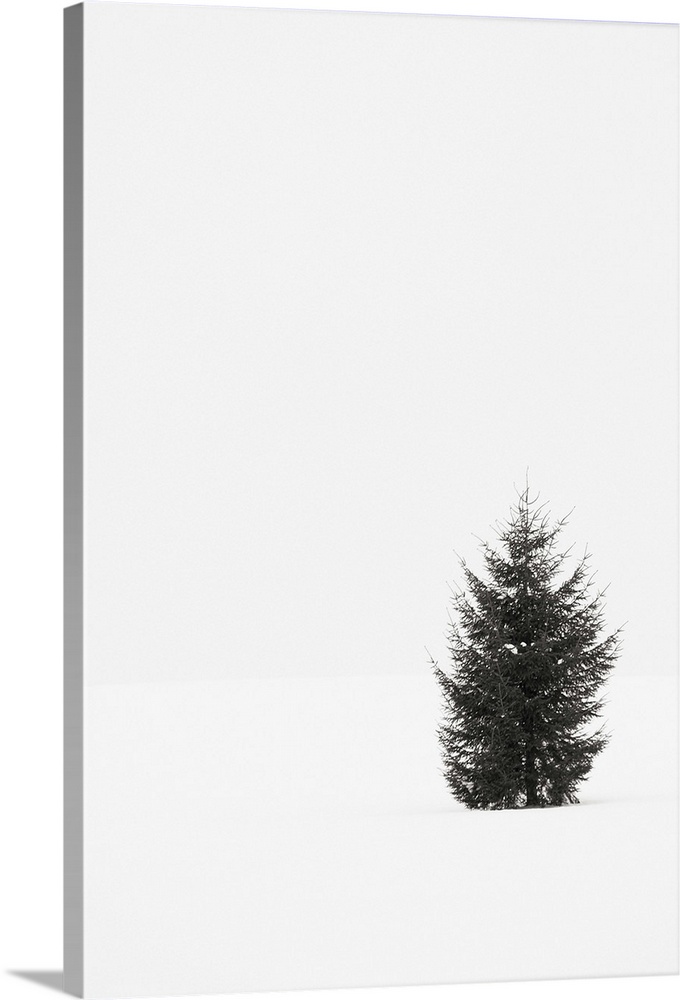 Black and white photograph of a single evergreen tree in a snowy field on an overcast day.