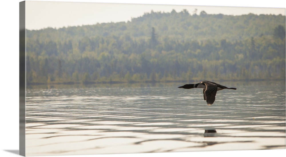 A solitary Common Loon (Gavia immer) flying over Spencer Pond, in northern Maine.