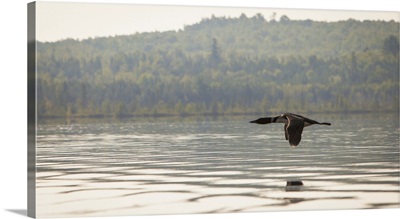 A solitary Common Loon flying over Spencer Pond, in northern Maine